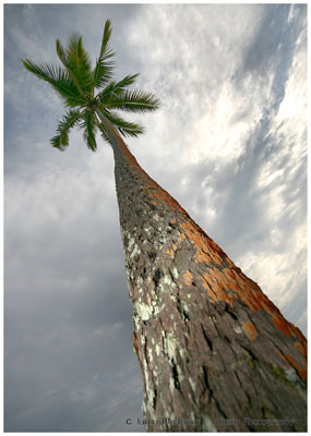 palm&heaven