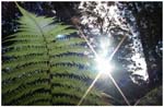 Fern Flare