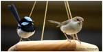 Wrens