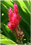 flower2