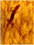 gecko