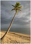 lone palm