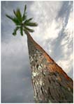 palm&heaven