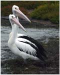 pelicans