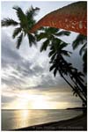 red palm