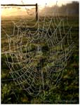 web